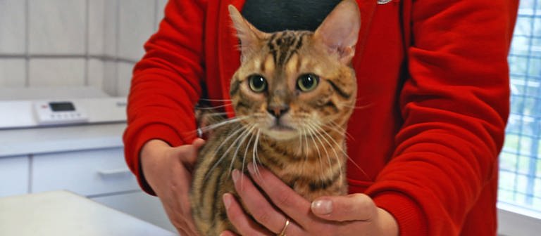 Eine Katze wird im Tierheim Ingelheim behandelt. (Foto: SWR)