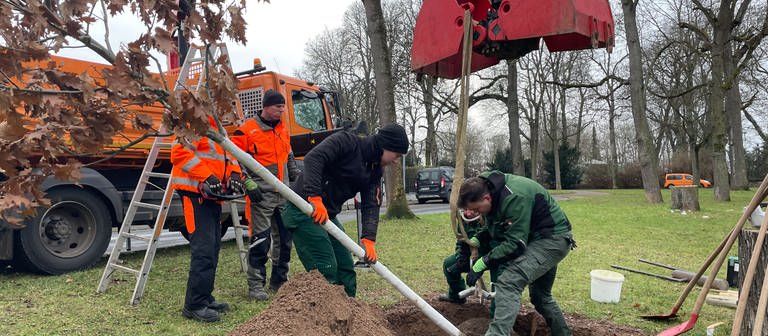 Mitarbeiter der Stadt Mainz pflanzen einen Baum in der Oberstadt. (Foto: SWR)