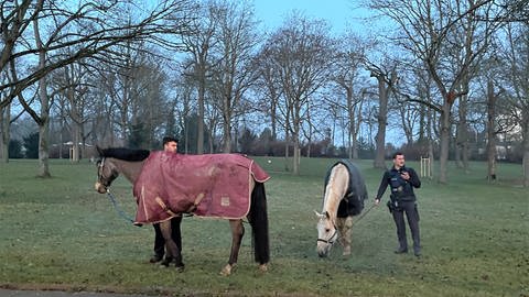 Die ausgerissenen Pferde grasen auf einer Grünanlage in der Mainzer Oberstadt. (Foto: Pressestelle, Polizei Mainz)