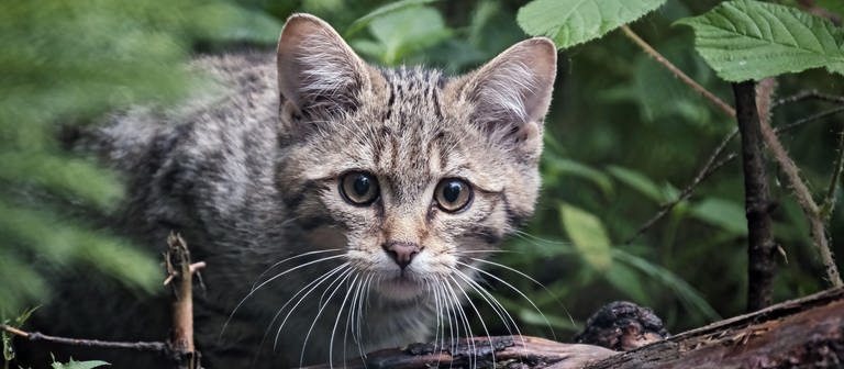 Eine junge Wildkatze blickt scheu zwischen Blättern im Wald hervor.  (Foto: picture-alliance / Reportdienste, Michel Schöne)