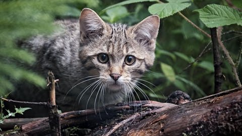 Eine junge Wildkatze blickt scheu zwischen Blättern im Wald hervor.  (Foto: picture-alliance / Reportdienste, Michel Schöne)