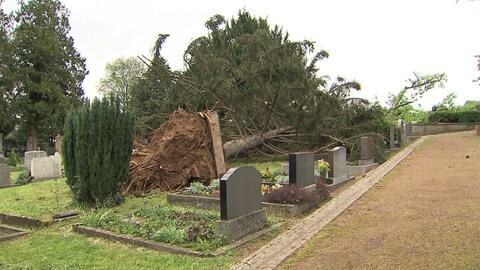 Auf dem Friedhof in Nierstein-Schwabsburg ist bei einem Unwetter ein Baum auf Grabsteine gestürzt (Foto: SWR)