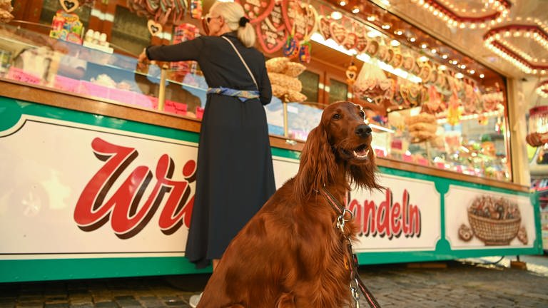 Ein Hund sitz vor einer Süßigkeitenbude auf einem Volksfest. Auf dem Jahrmarkt in Bad Kreuznach könnten Hunde bald verboten werden. (Foto: picture-alliance / Reportdienste, picture alliance/dpa | Nicolas Armer (Symbolbild))