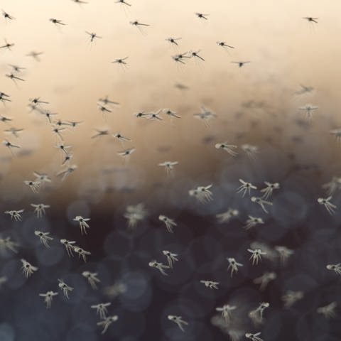 Steckmücken (Foto: SWR)