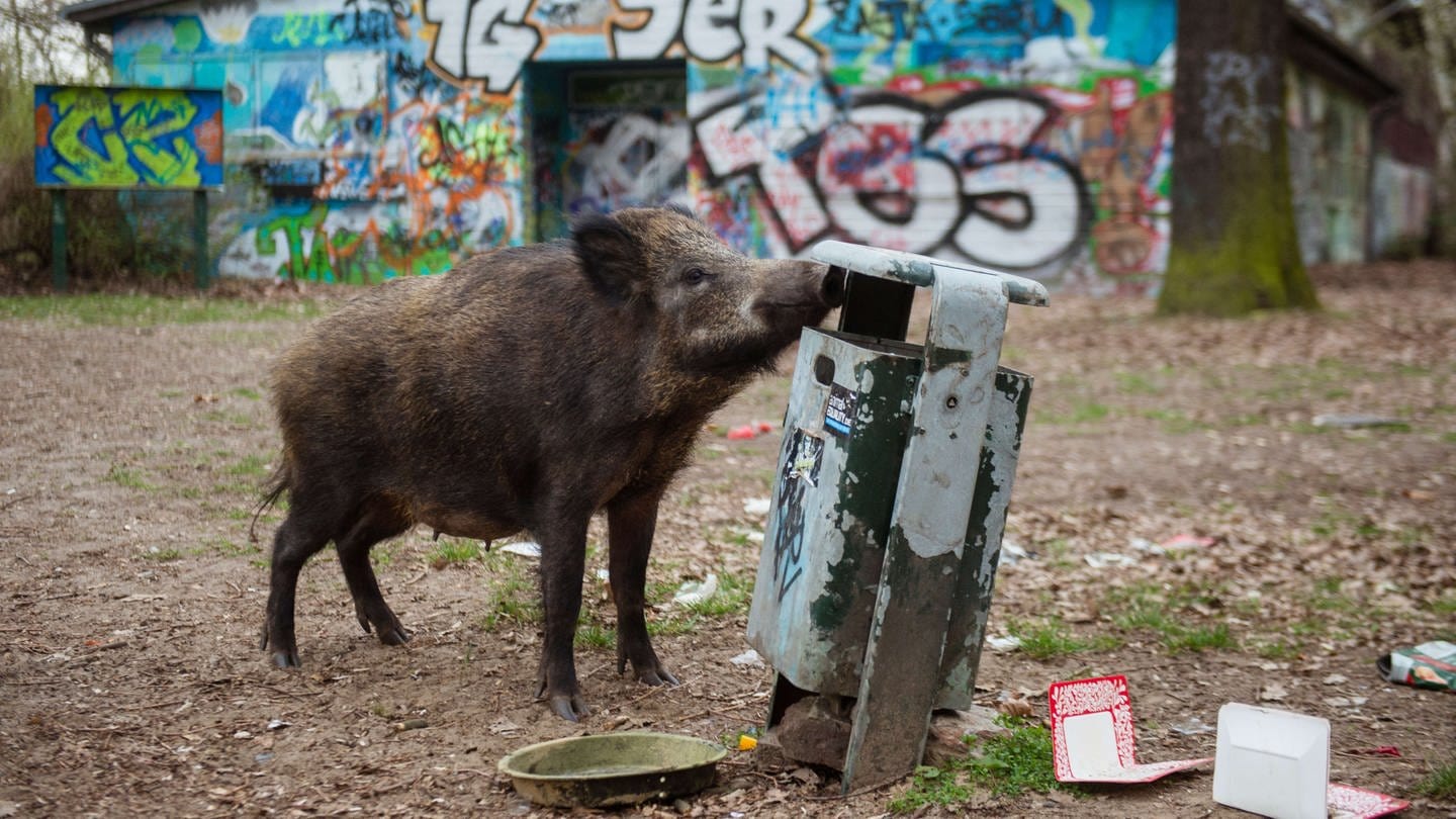 Anwohner haben in der Mainzer Innenstadt ein Wildschwein gesichtet. (Foto: dpa Bildfunk, Gregor Fischer (Symbolbild))