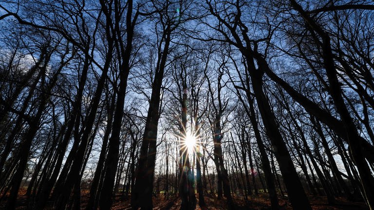 Die Sonne strahlt durch die kahlen Bäume eines kleinen Waldstücks. (Foto: dpa Bildfunk, Christian Charisius 8Symbolbild))