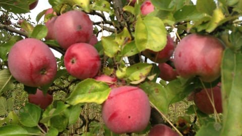 Reife Äpfel in Wackernheim (Foto: SWR)