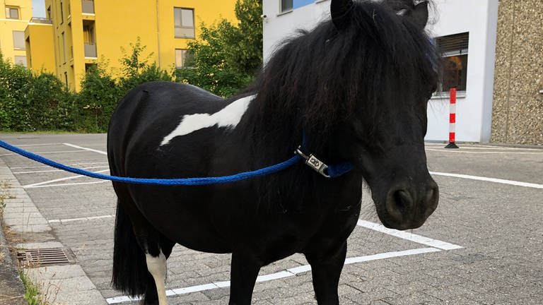 Das ausgebüxte, schwarz-weiße Pony steht vor der Wache der Polizei in Mainz-Lerchenberg (Foto: Pressestelle, Polizei Mainz)
