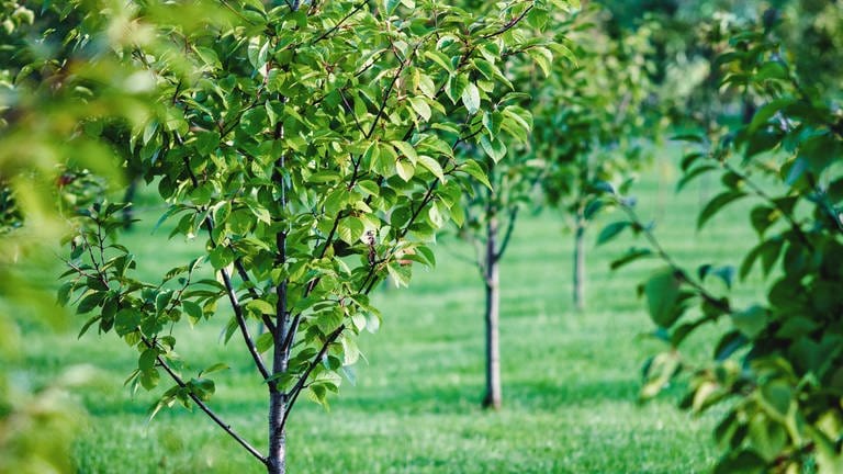 100 Setzlinge von Obstbäumen sind in Zornheim gestohlen worden.  (Foto: IMAGO, 0238417512)