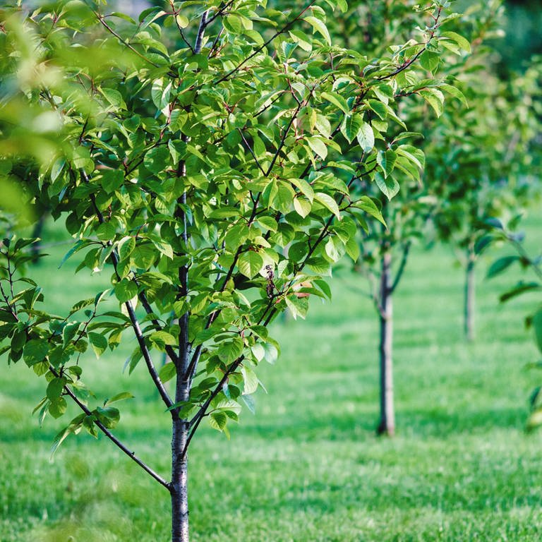 100 Setzlinge von Obstbäumen sind in Zornheim gestohlen worden.  (Foto: IMAGO, 0238417512)