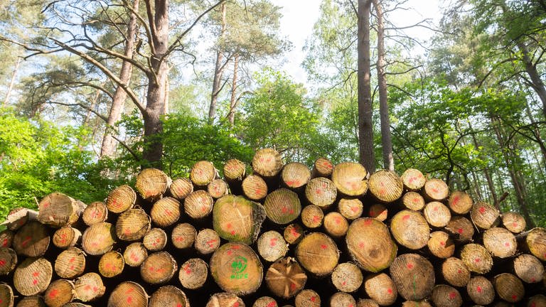 An der Nahe und in Rheinhessen ist die Nachfrage nach Brennholz in den letzten Monaten deutlich gestiegen. (Foto: dpa Bildfunk, Picture Alliance)