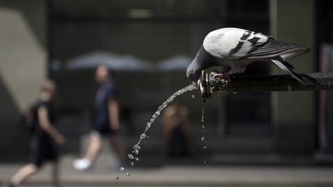 Eine Taube trinkt im Sommer Wasser aus einem Brunnen. (Foto: dpa Bildfunk, Anthony Anex)