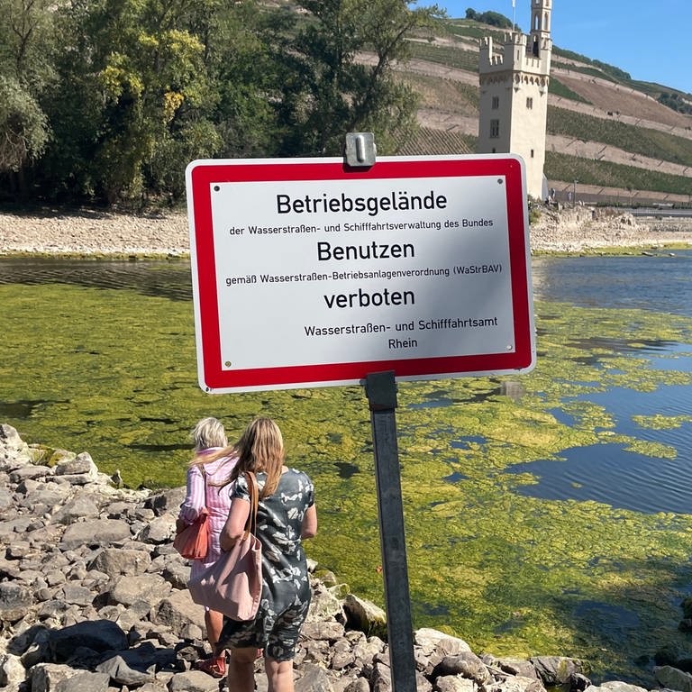 Wegen des Niedrigwassers am Rhein in Bingen kommt man zu Fuß zum Mäuseturm. Das ist eigentlich verboten, weil sich die Insel in einem Vogelschutzgebiet befindet. (Foto: SWR, C. Lutz)