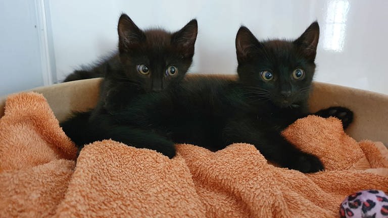 In den Sommerferien wurden in Tierheimen wie z.B. in Bingen massenhaft Katzen abgegeben. (Foto: Tierschutzverein Mensch und Tier Bingen (Symbolbild))