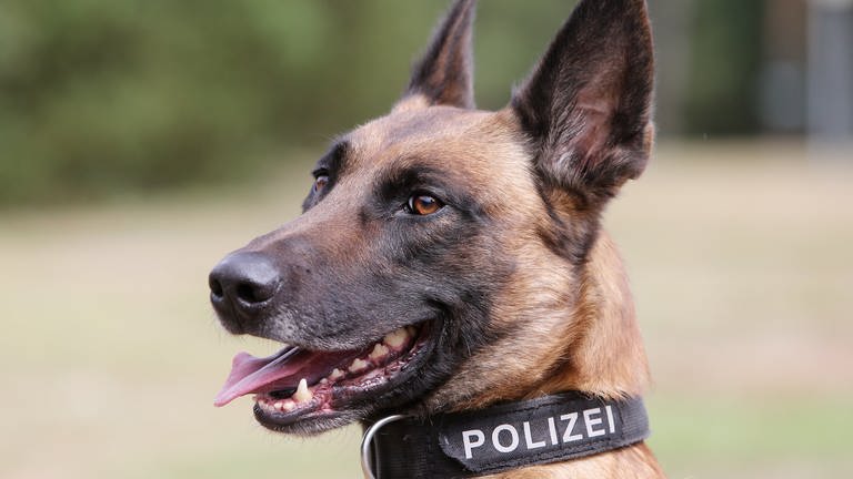 So ein Polizeihund ist von einem Betrunkenen bei einem Polizeieinsatz gebissen worden.