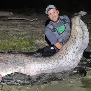 Ein absolutes Monster: Angler zieht riesigen Wels aus dem Rhein