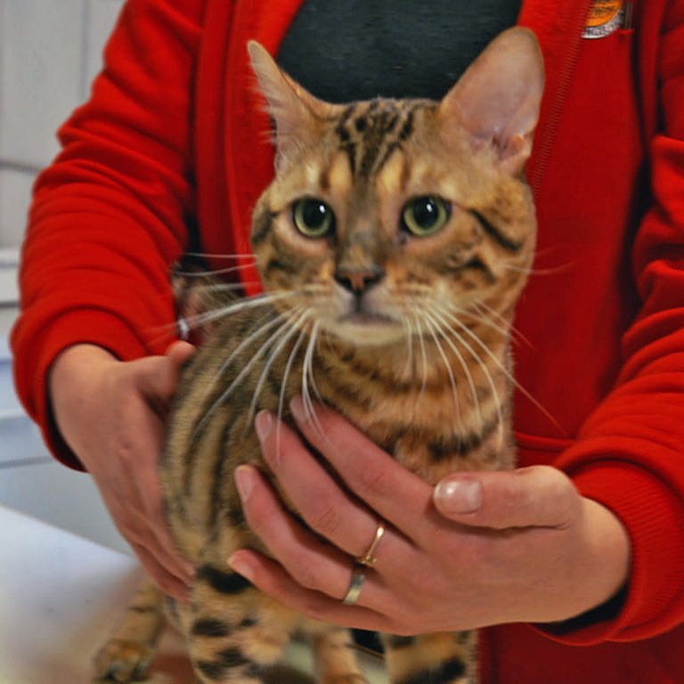 Eine Katze wird im Tierheim Ingelheim behandelt. (Foto: SWR)