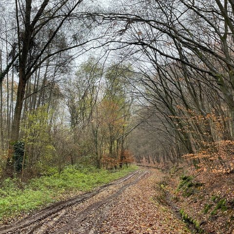 Ein laubbedeckter Weg führt bei Feilbingert (Bad Kreuznach) in den Wald.