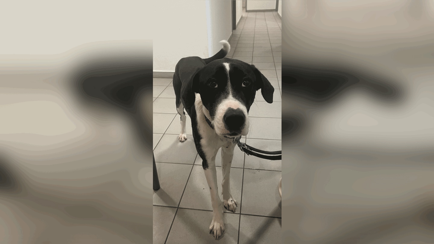 Der Hund wurde in Bad Kreuznach zur Polizei gebracht. Der angeblicher Finder war aber wohl eine Freund der Besitzerin. (Foto: Bundespolizei Kaiserslautern)