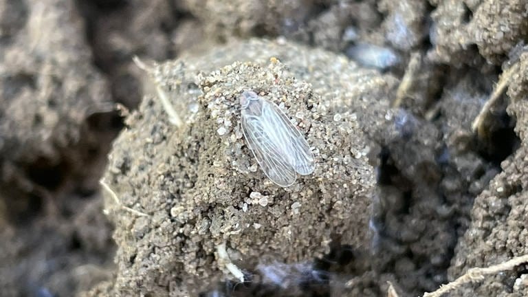 Eine Zikade sitzt auf einer Kartoffelknolle.