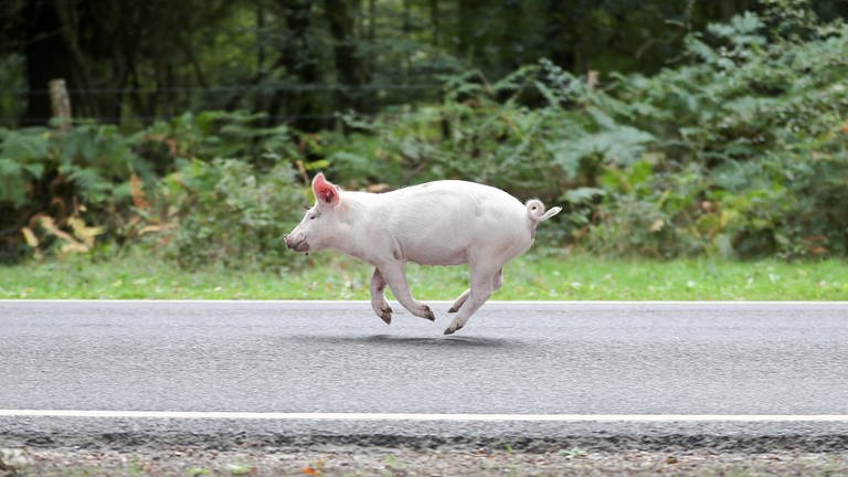 Ein Hausschwein rennt über eine Straße. (Foto: dpa Bildfunk, picture alliance/dpa | Andrew Matthews (Symbolbild))