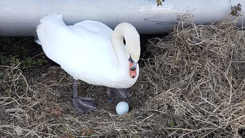 Ein Schwan sitzt in Nierstein neben einem Ei in seinem Nest (Bild aus dem Jahr 2022)