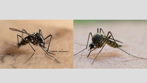 Die asiatischen Tigermücken (links) sind grundlegend schwarz mit weißen, prägnanten Streifen auf Körper und Beinen (li.). Unsere heimische Stechmücke ist bräunlich (re.)