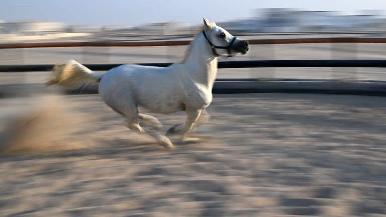 Ein weißes Pferd läuft im Galopp. (Foto: dpa Bildfunk, picture alliance/dpa | Federico Gambarini)