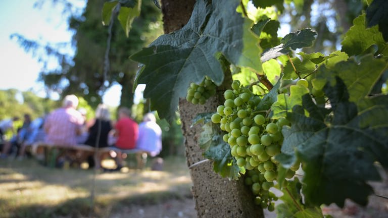 Weintrauben hängen an einem Rebstock auf einem Weinberg. Besucher sitzen auf Bierbänken und probieren Wein. Solche Weinprobierstände sind in Rheinhessen sehr beliebt. Doch nun gibt es Probleme mit den Genehmigungen. In der Verbandsgemeinde Wöllstein bekommen die Winzerinnen und Winzer trotzdem grünes Licht.