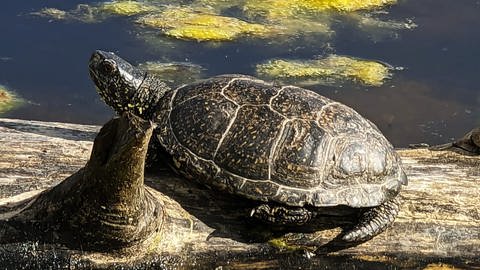 Eine ausgewachsene südeuropäische Sumpfschildkröte im Teich des NABU in Bingen.