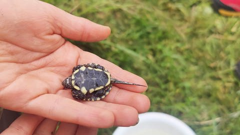 Diese Baby-Sumpfschildkröte haben NABU-Mitarbeiter in ihrem Teich in Bingen entdeckt.