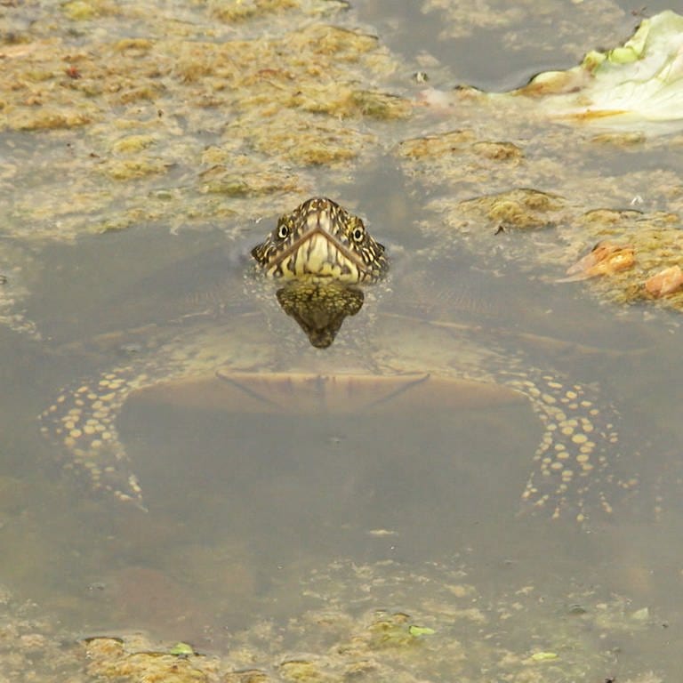 Eine erwachsene Sumpfschildkröte in der Auffangstation beim NABU in Bingen.