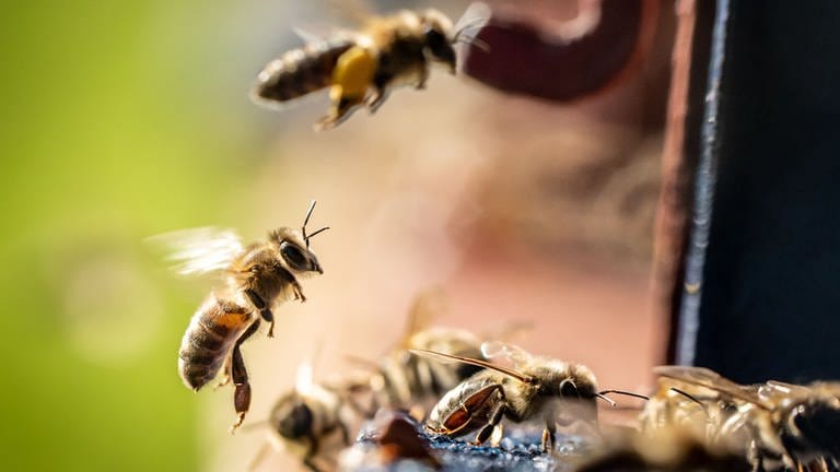 Eine Biene landet im Sonnenschein an ihrem Stock, in dessen Einflugschneise und Eingang reges Gedränge herrscht. (Foto: dpa Bildfunk, picture alliance/dpa | Frank Rumpenhorst)