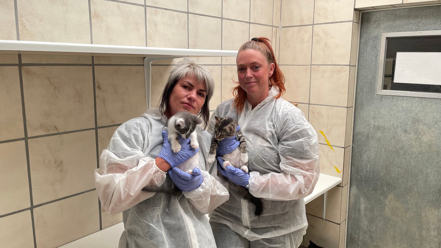 Im Ingelheimer Tierheim ist die tödliche Katzenseuch ausgebrochen. Mitarbeiterinnen können nur mit Schutzanzügen zu den Katzen. (Foto: SWR, Alexander Dietz)