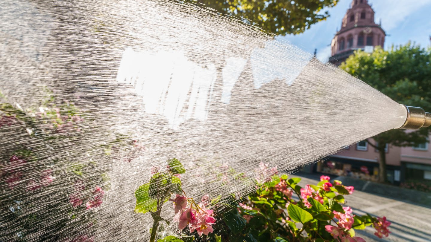 Ein Mitarbeiter vom Grün- und Umweltamt der Landeshauptstadt bewässert die Anpflanzungen in der Innenstadt am Dom. (Foto: dpa Bildfunk, Andreas Arnold)