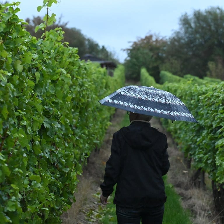 In den rheinhessischen Weinbergen fällt zurzeit viel Regen.