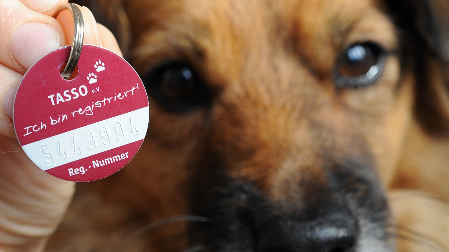 Ein registrierter Hund. Das Ingelheimer Tierheim fordert, dass deutschlandweit Hunde und Katzen einheitlich gechippt und registriert werden (Foto: picture-alliance / Reportdienste, picture alliance/dpa | Holger Hollemann)