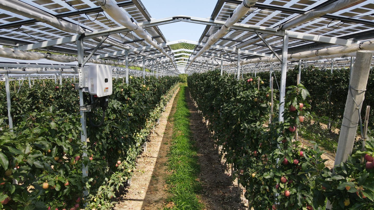 Die Stadt Ingelheim plant Photovoltaikanlagen im Obst- und Weinbau. (Foto: Fraunhofer ISE)