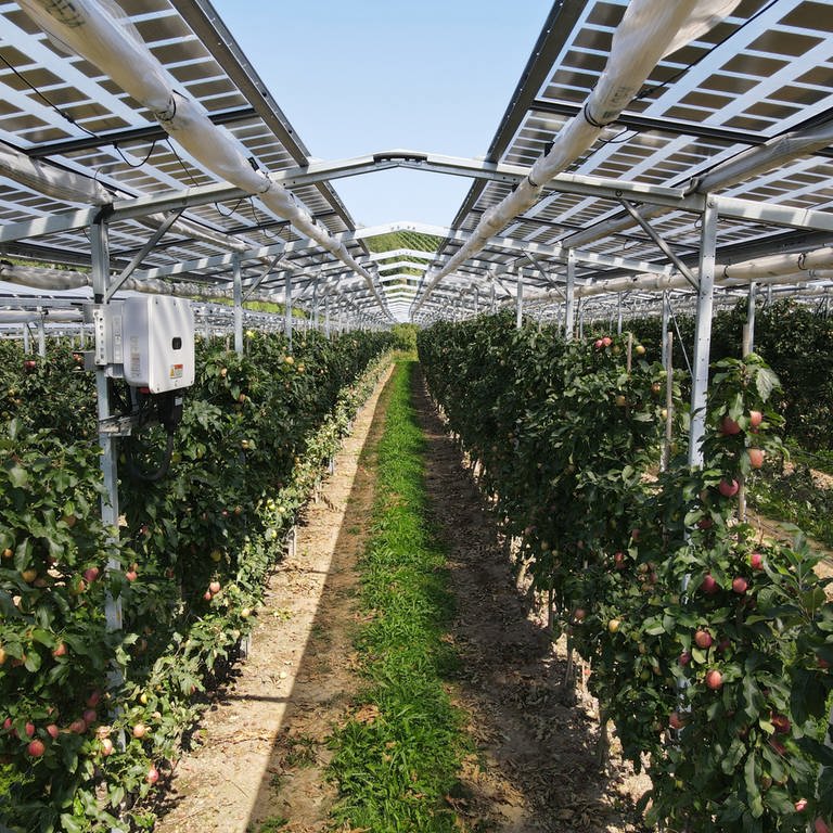 Die Stadt Ingelheim plant Photovoltaikanlagen im Obst- und Weinbau.