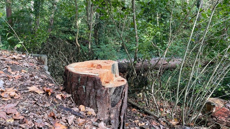 Kiefern mit Trockenschäden im Lennebergwald müssen abgeholzt werden
