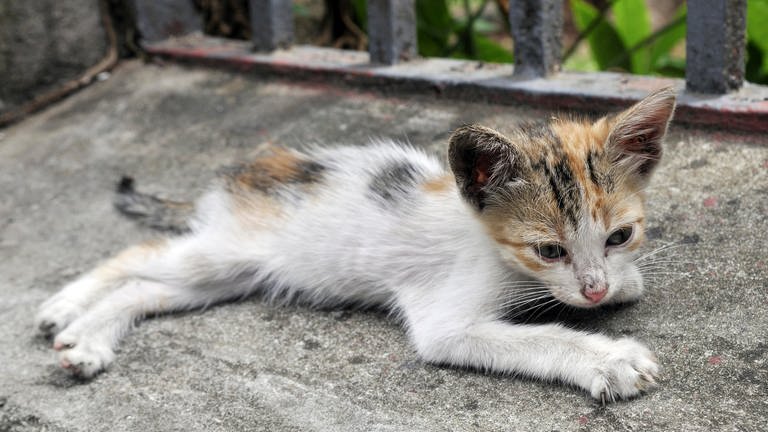Eine dünne braun weisse Katze liegt auf der Straße (Foto: dpa Bildfunk, F.Kopp)