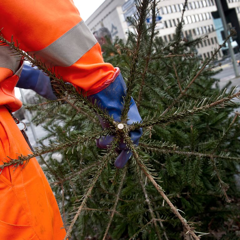 In Mainz und Bingen werden am Montag die Weihnachtsbäume abgeholt. Auch in Worms, Bad Kreuznach und im Kreis Alzey-Worms werden die Christbäume eingesammelt (Foto: dpa Bildfunk, Picture Alliance)