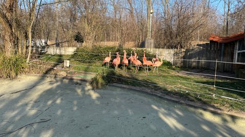 Die Flamingos im Wormser Tierpark dürfen nicht mehr wegen der Kälte in ihren Tümpel. Das Wasser ist wegen der Unfallgefahr abgelassen.