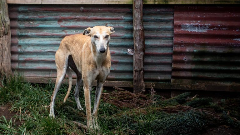 Ein verwahrloster Windhund steht in einem Außengehege. Das Foto dienst als Symbolbild. Originalfotos von den Windhunden, die in Winterbach beschlagnahmt wurden, liegen der Redaktion nicht vor.