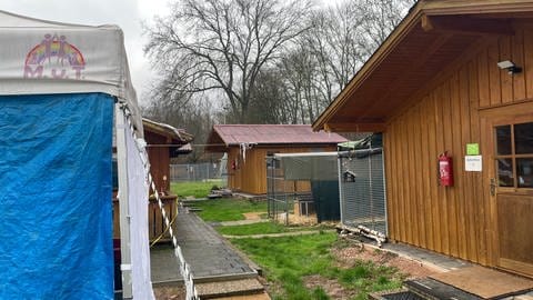 Das Tierheim in Bingen besteht aktuell aus ein paar Holzhütten und eingezäunten Flächen, in denen Hunde Auslauf haben. (Foto: SWR, C. Lutz)