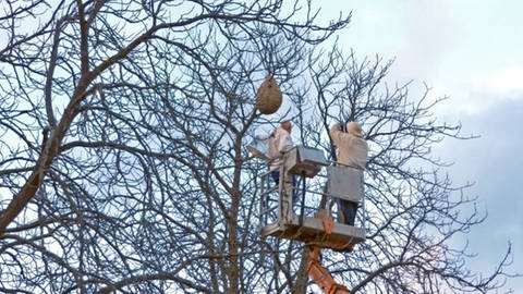 In Worms-Pfeddersheim musste mit einem Hubsteiger ein Nest der Asiatischen Hornisse aus einem Baum entfernt werden