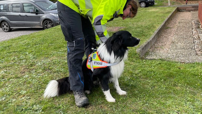 Der Border Collie "Willi" ist eine der Spürnasen im neuen Verein "Suchhunde Rheinhessen": Er wird zum Rettungshund ausgebildet. (Foto: SWR)