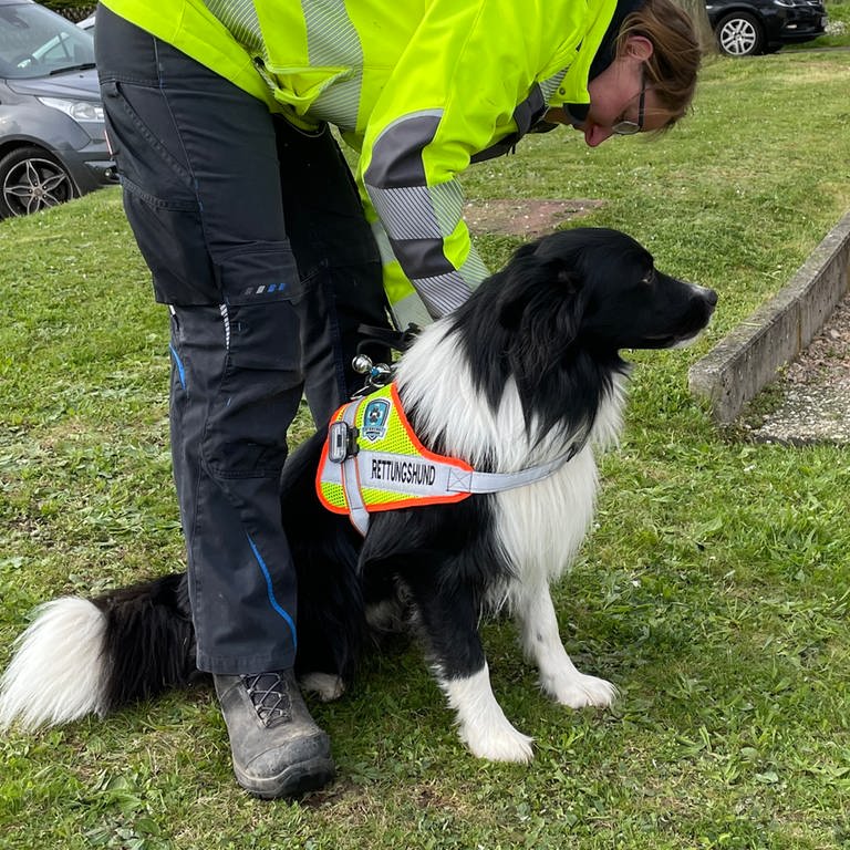 Der Border Collie "Willi" ist eine der Spürnasen im neuen Verein "Suchhunde Rheinhessen": Er wird zum Rettungshund ausgebildet.