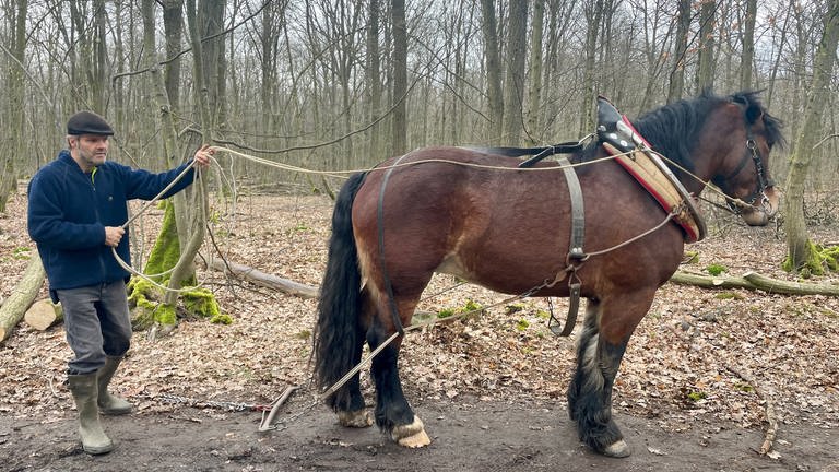 Pferderücker Patrick Thomas lenkt das Rückepferd Moni an Zügeln durch den Ober-Olmer Wald. Das Pferd zieht dort Baumstämme aus dem Wald.