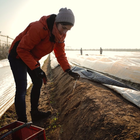 Eine Frau sticht bei einem Fototermin Spargel auf einem Feld. Erster Spargel in Rheinhessen